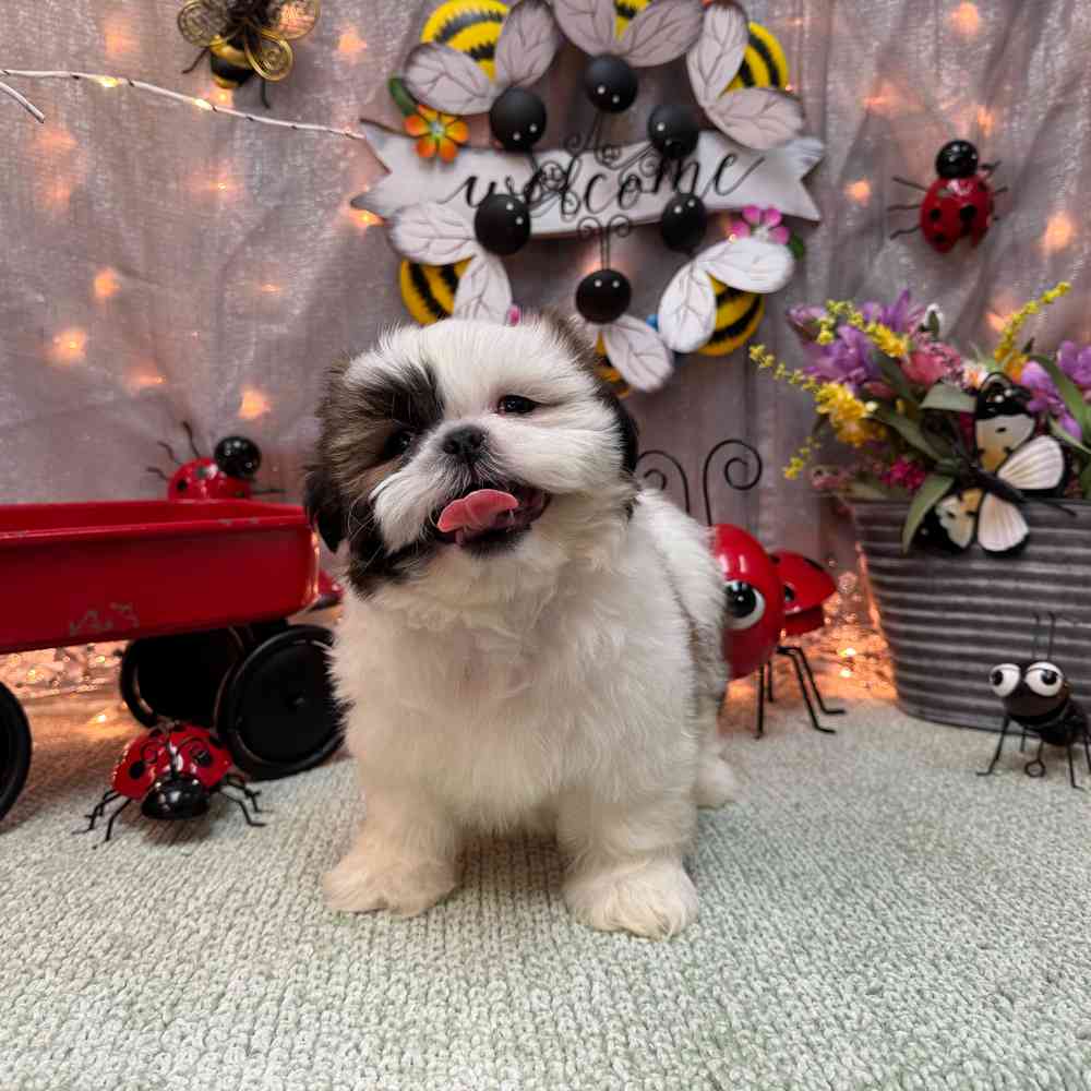 carousel pet images