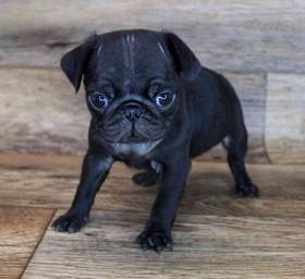 Pug