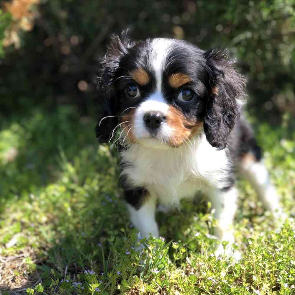 carousel pet images