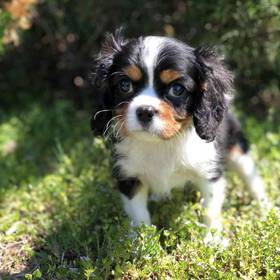 Cavalier King Charles Spaniel