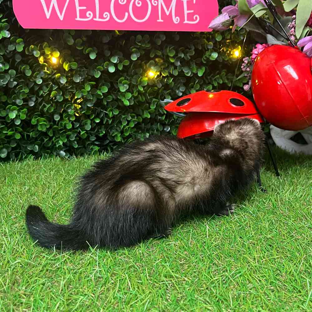 carousel pet images