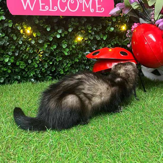 Ferret
