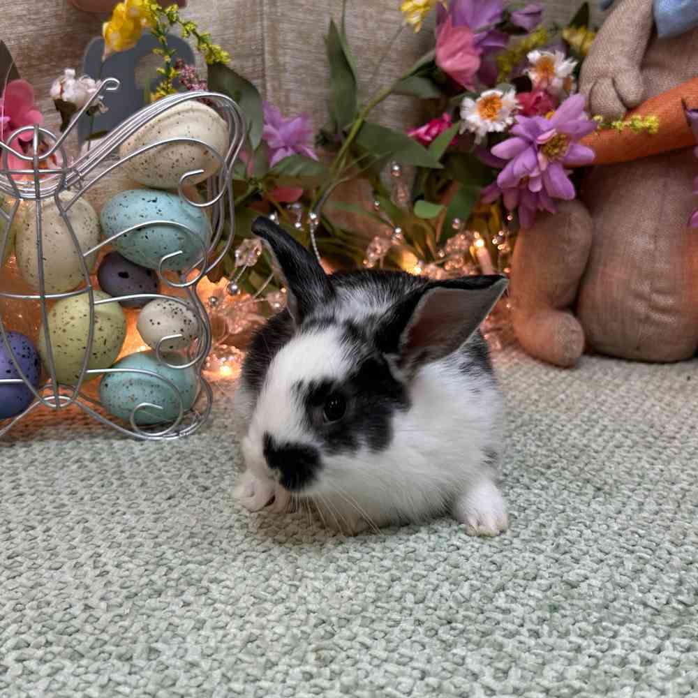 carousel pet images