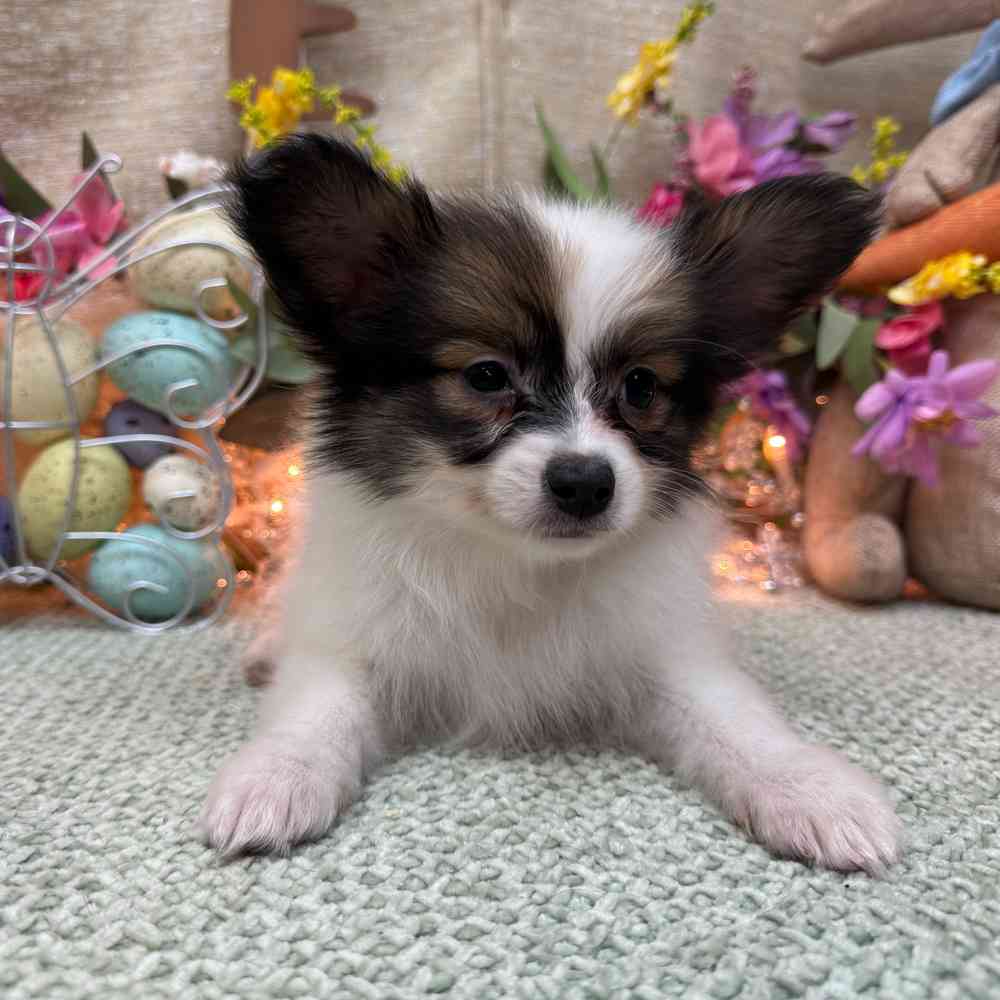 carousel pet images