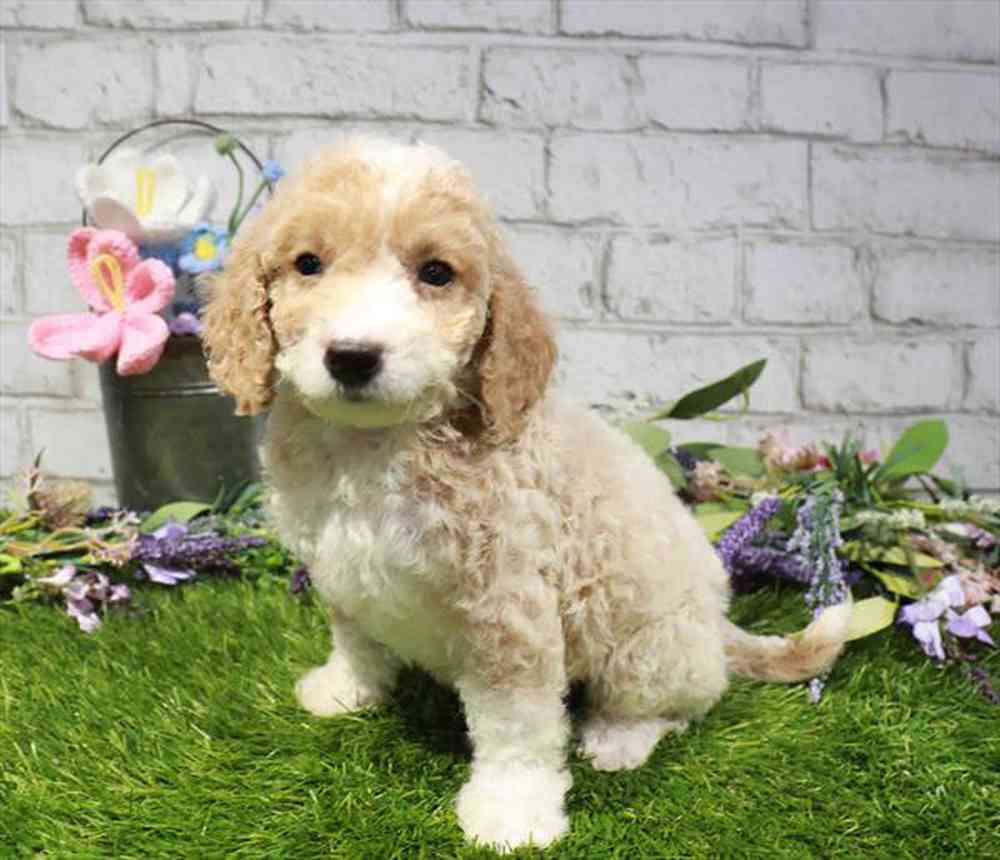 carousel pet images
