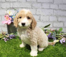 Cavapoo