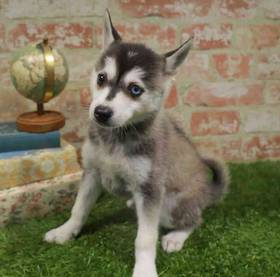 Alaskan Klee Kai