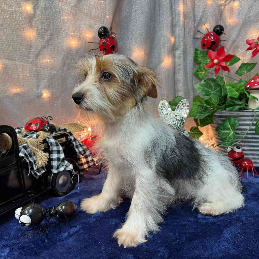 carousel pet images