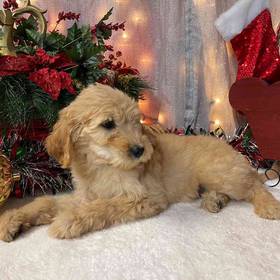 Goldendoodle