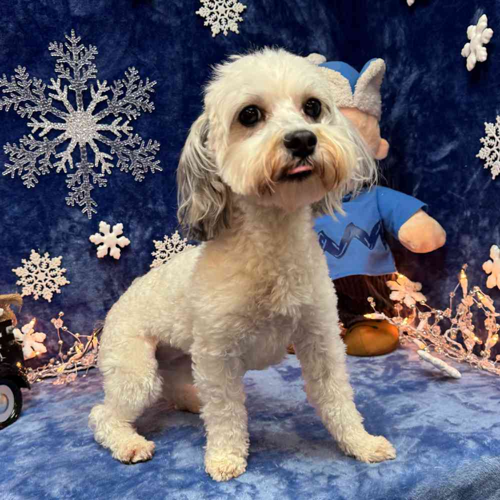 carousel pet images