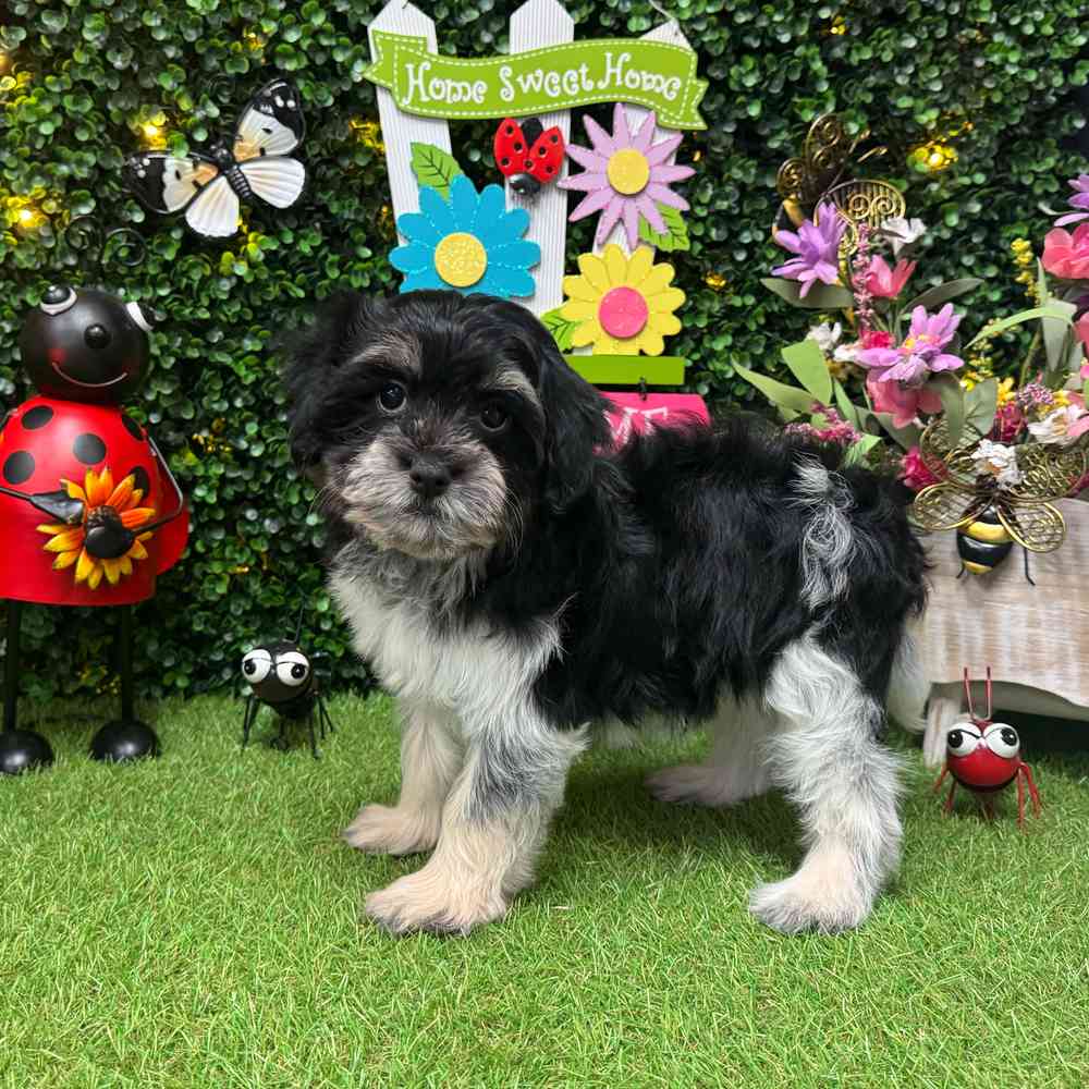 carousel pet images