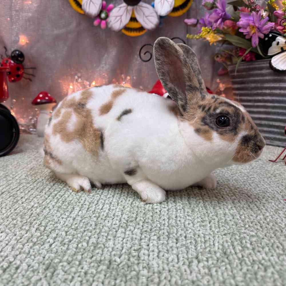 carousel pet images