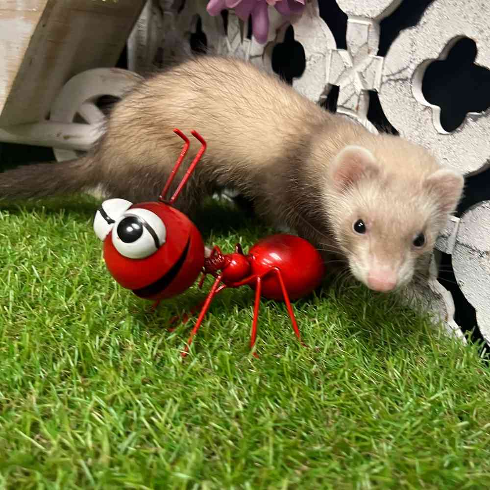 carousel pet images