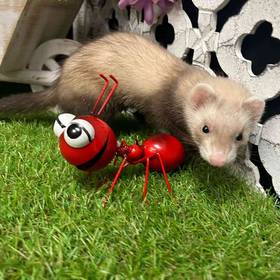 Ferret