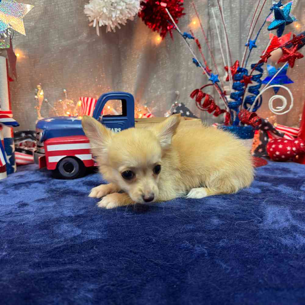 carousel pet images