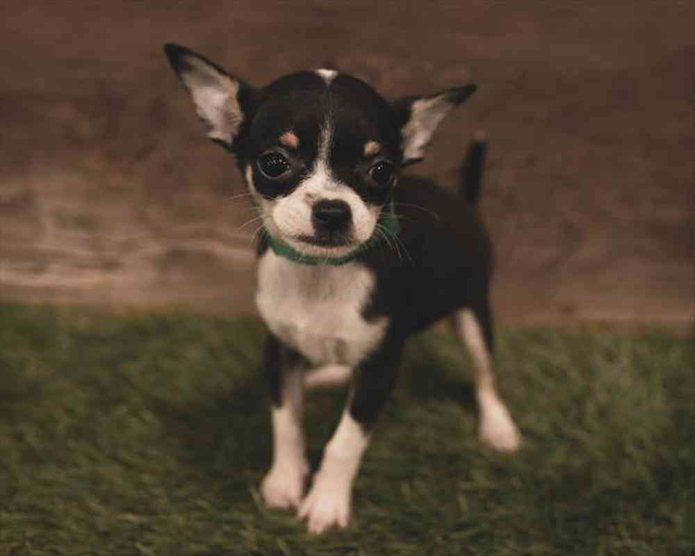 carousel pet images