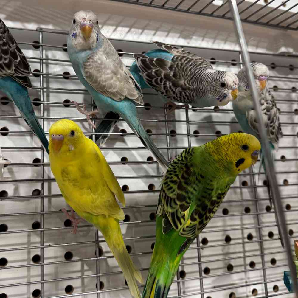 Image of a pet breed in the gallery