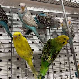 Parakeet