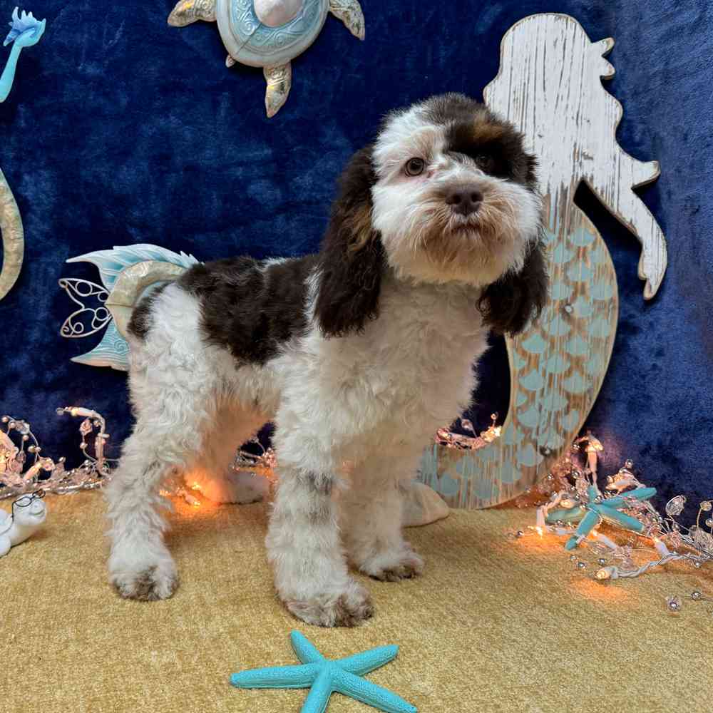carousel pet images