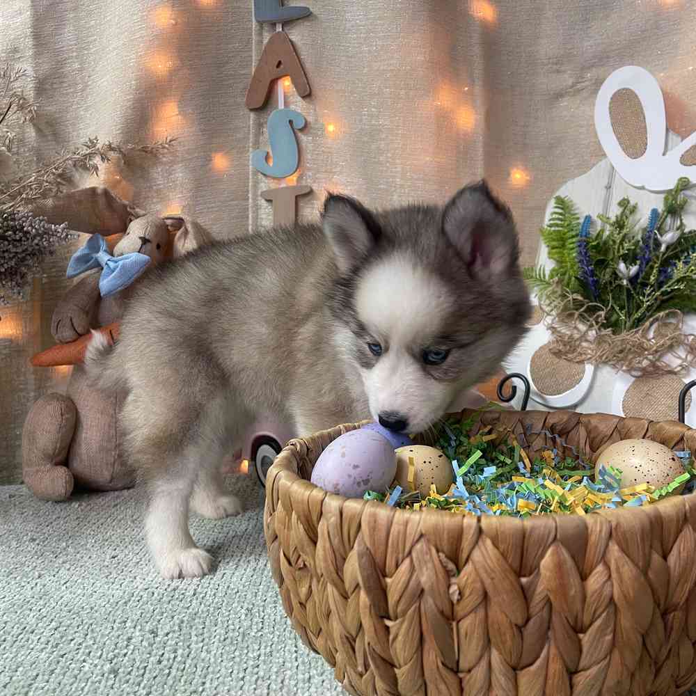 carousel pet images