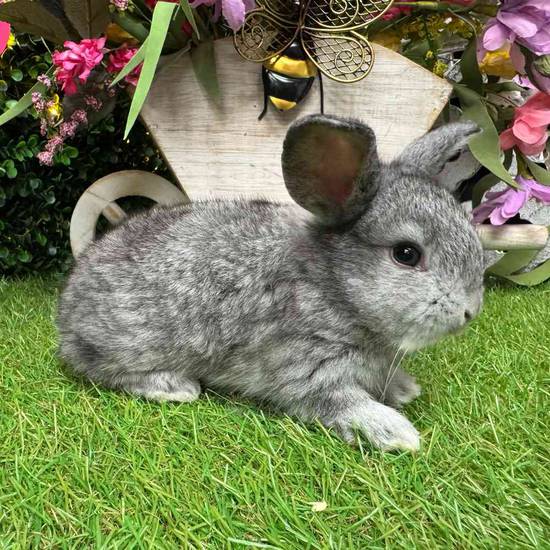 Flemish Giant Holland Lop Mix