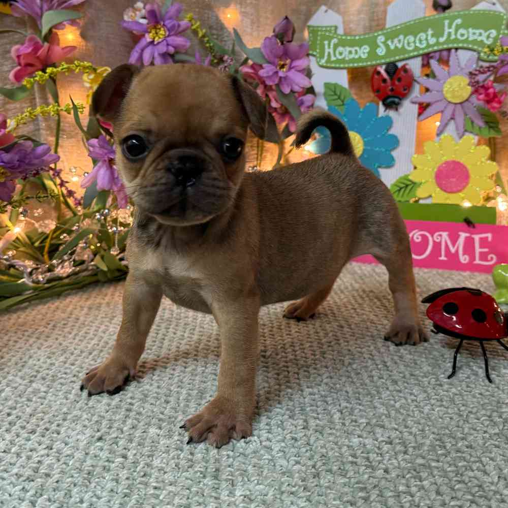 carousel pet images
