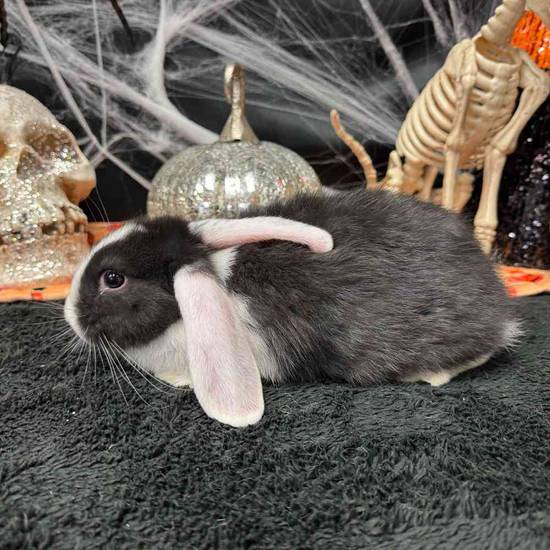 Flemish Giant Holland Lop Mix
