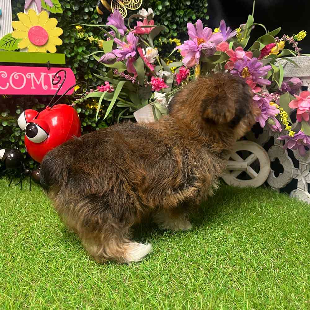 carousel pet images
