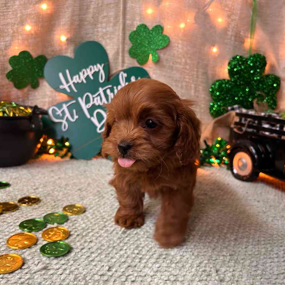 carousel pet images