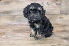 Cavapoo