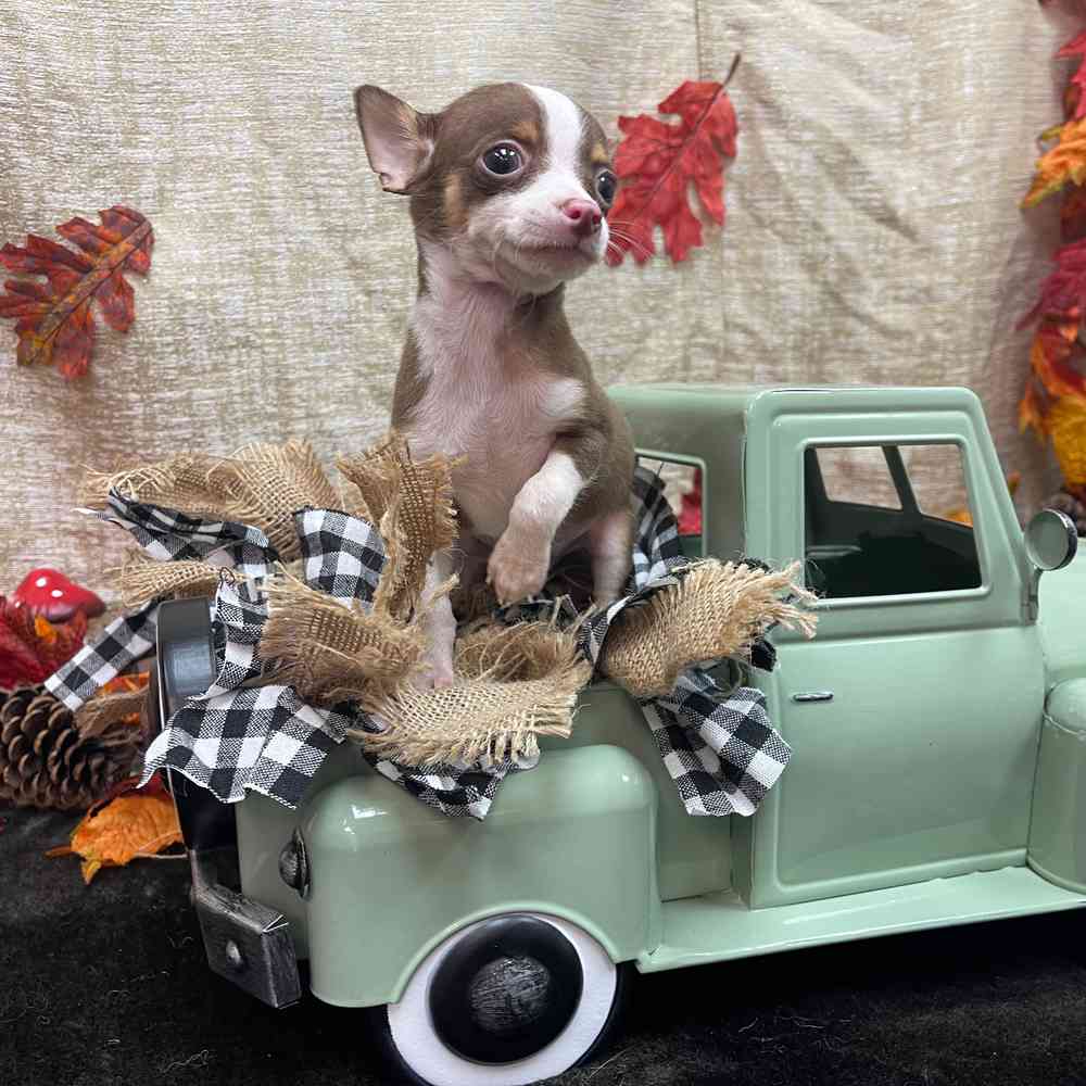 carousel pet images