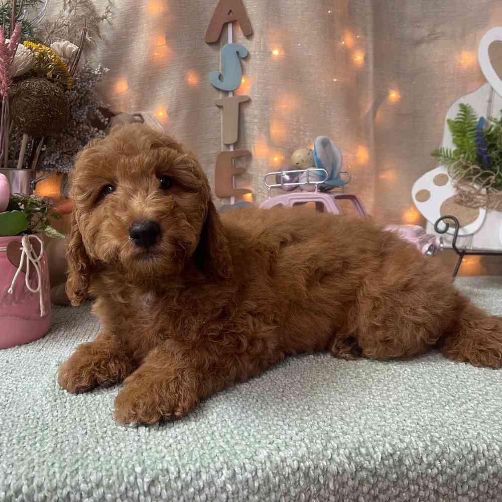 carousel pet images