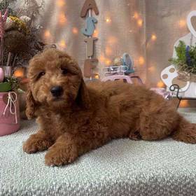 Mini Labradoodle