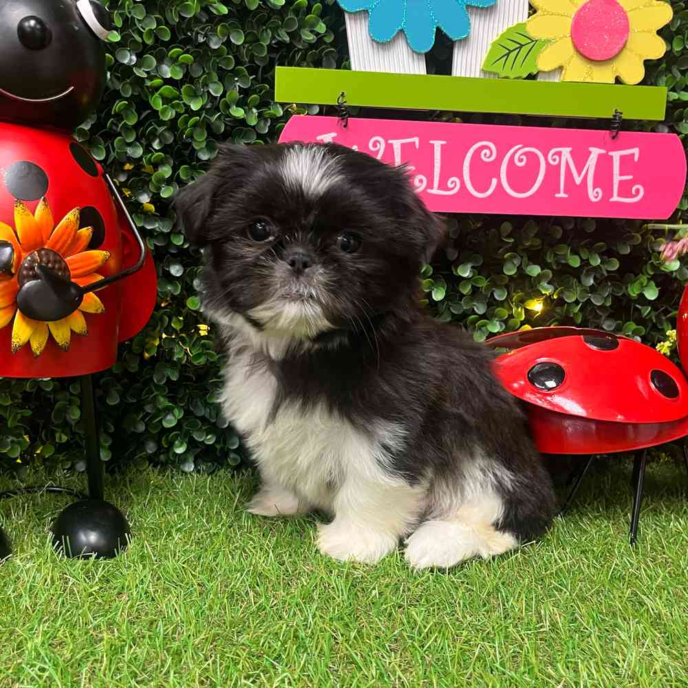 carousel pet images