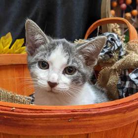 Domestic Short Hair