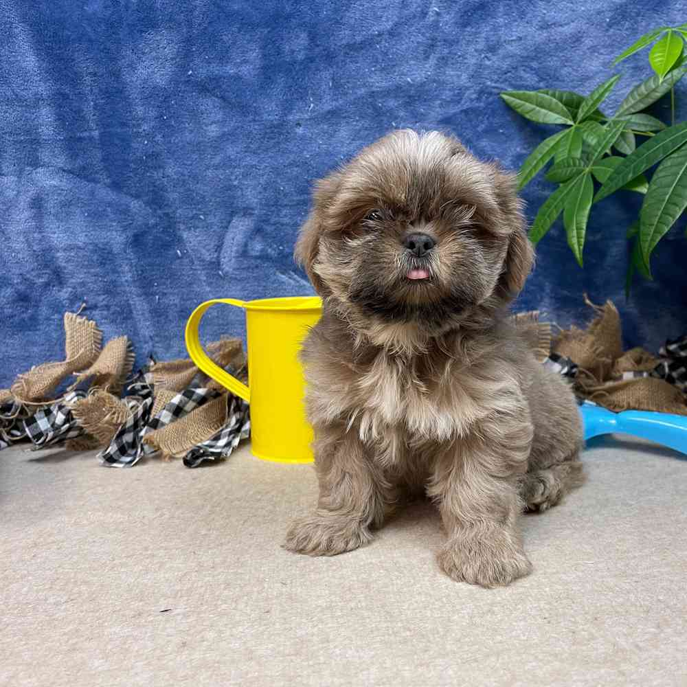 carousel pet images