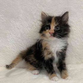 Domestic Short Hair