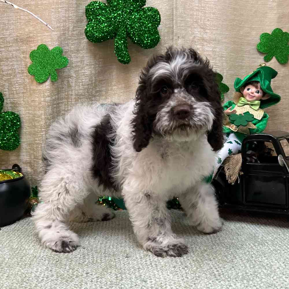 carousel pet images