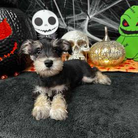 Schnoodle