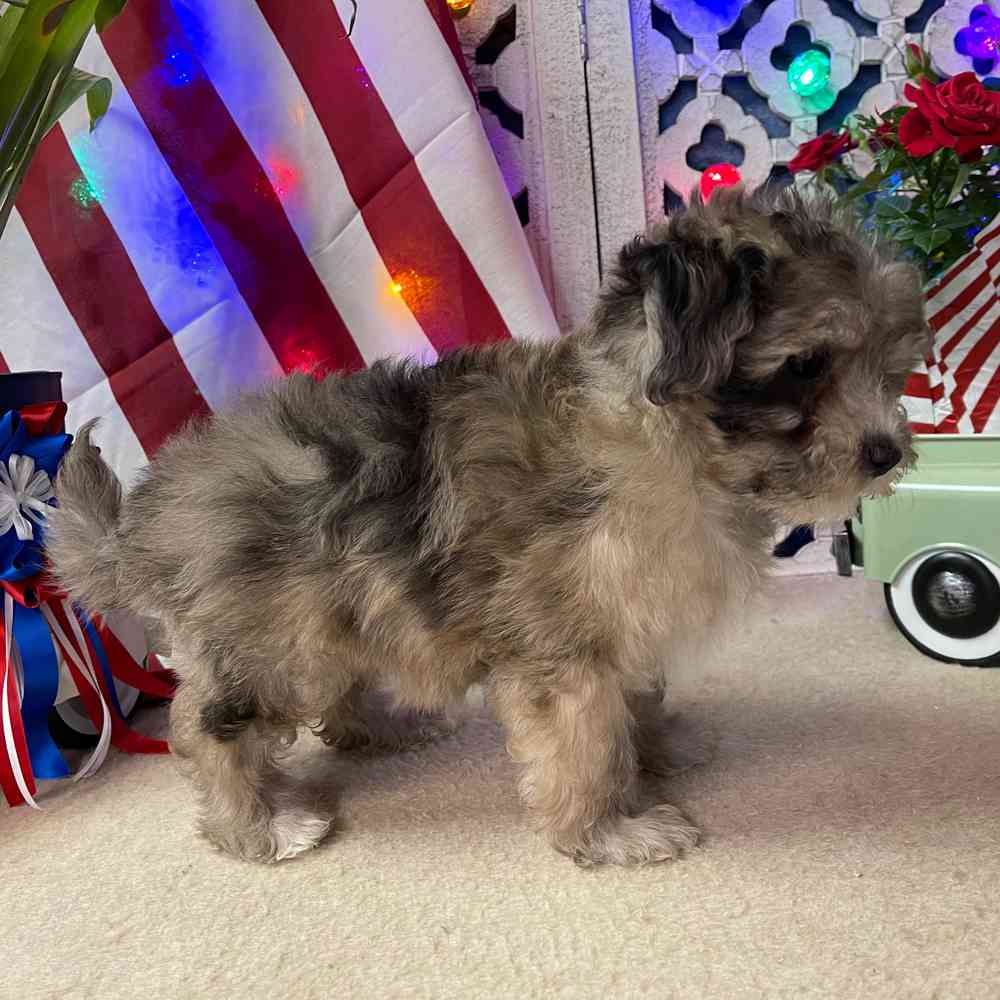 carousel pet images