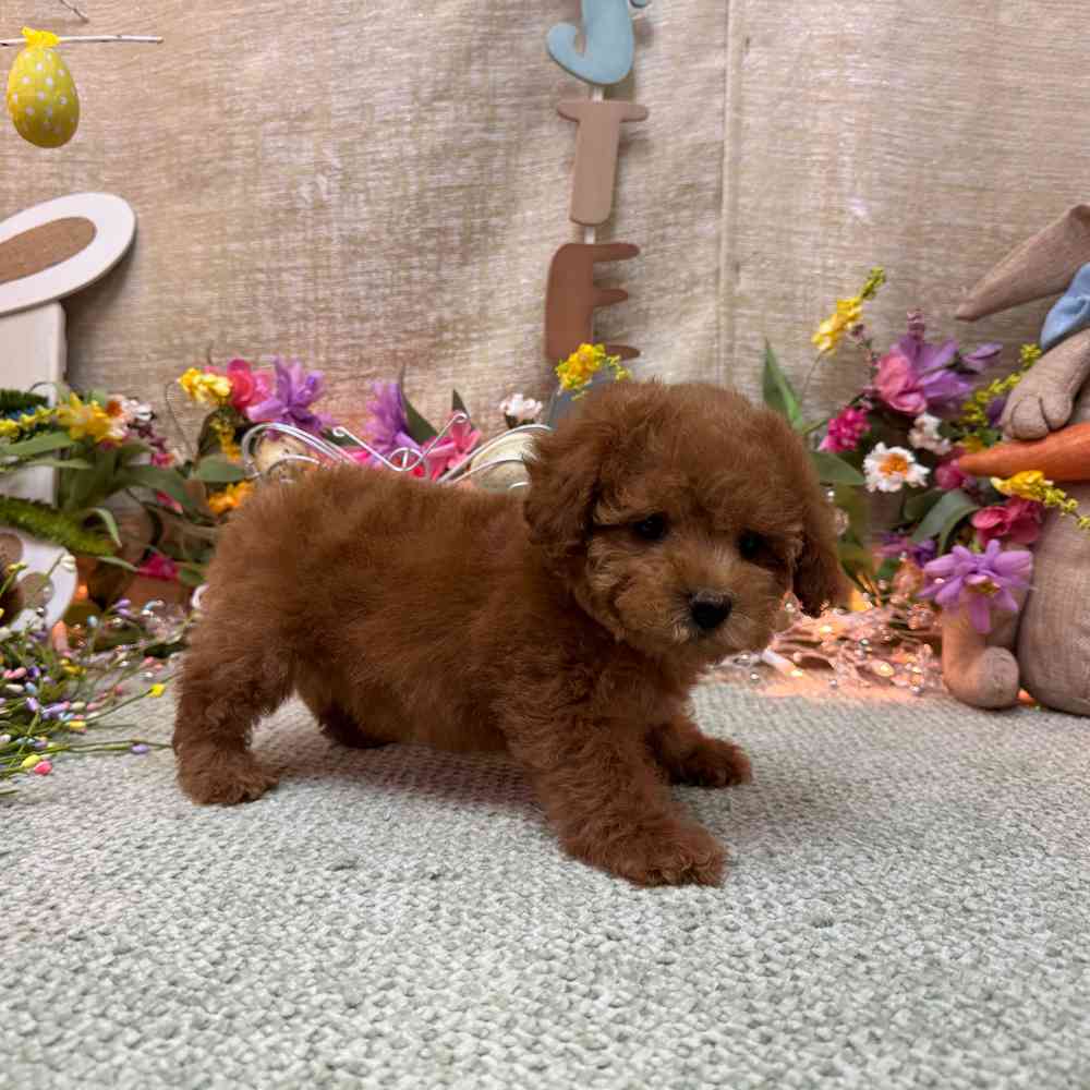 carousel pet images