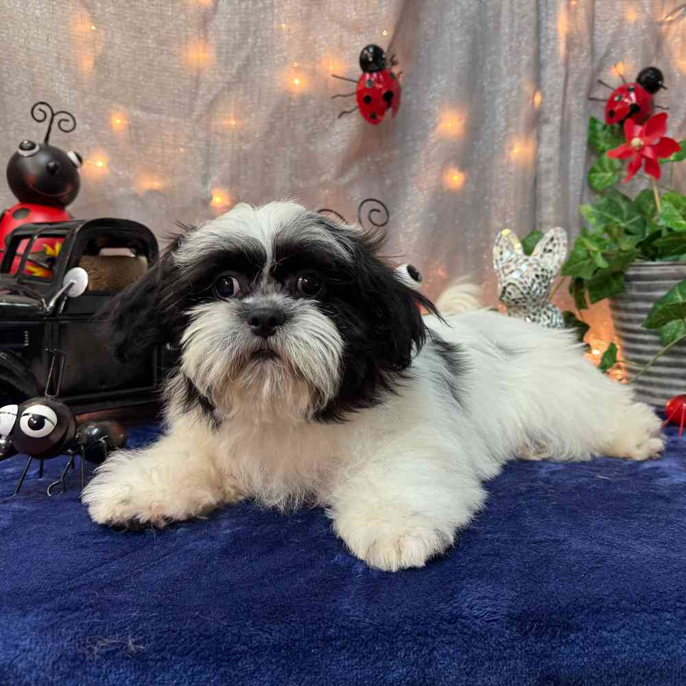 carousel pet images