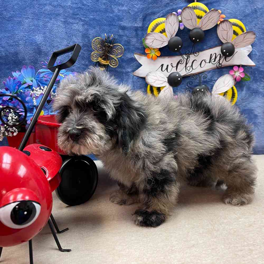 carousel pet images