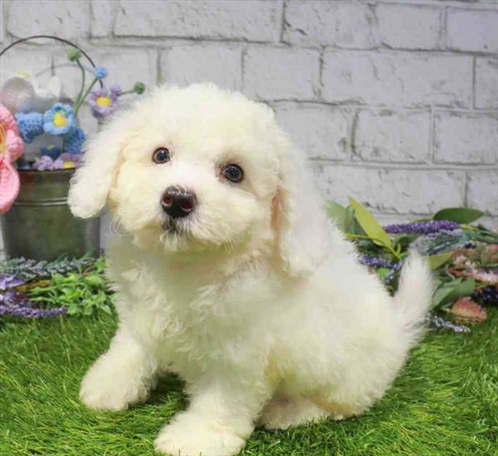 carousel pet images