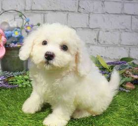 Bichon