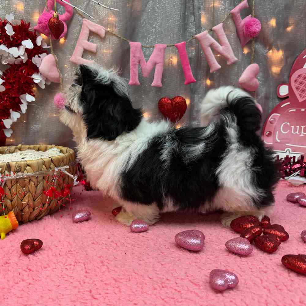 carousel pet images