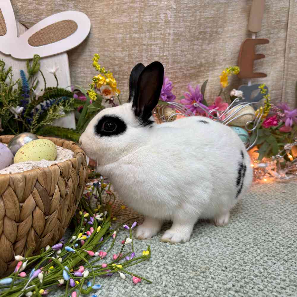 carousel pet images