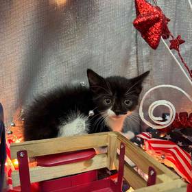 Domestic Kitten