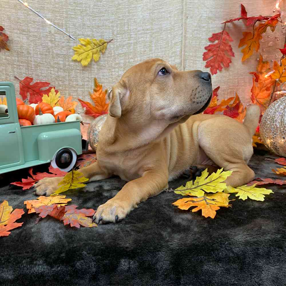 carousel pet images