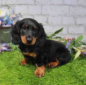 Dachshund